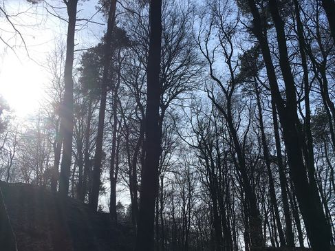 Licht strahlt durch die Bäume der Bentheimer Berge.