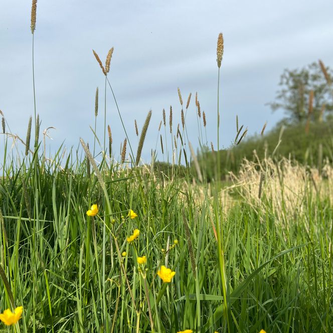 Wiesen und Bänken der Naturstation.