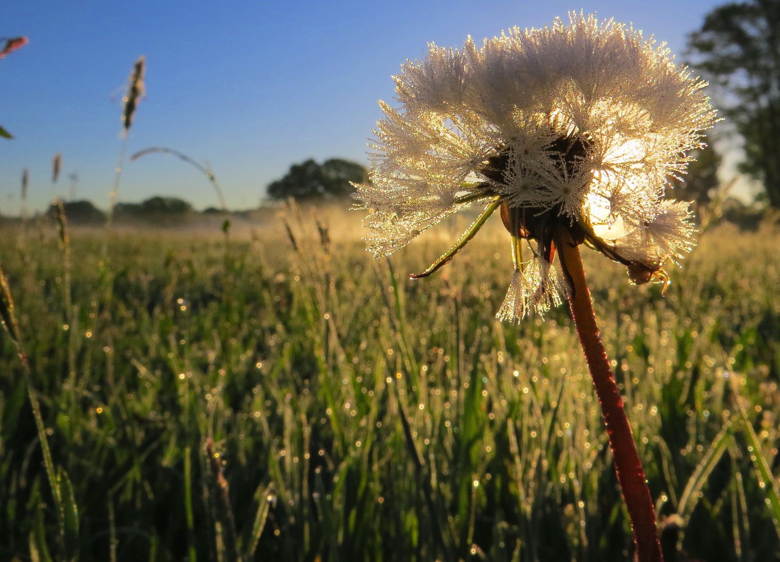 Im Vordergrund eine Pusteblume und dahinter erstrecken sich die Vechtewiesen bei Quendorf.