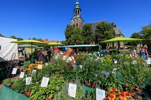 Über eine Auslage von frischen Kräutern hinweg blicken wir auf den Markt mit der Kirche am Marktplatz im Hintergrund. Es ist strahlend blauer Himmel.