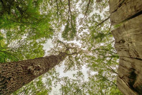 Der mächtige und sagenumwobene Rabenbaum ist von unten mit Blick in den Himmel und die Baumkrone eine Erfurcht einflößende Erscheinung. Das Foto spiegelt diesen Eindruck sehr schön wieder.