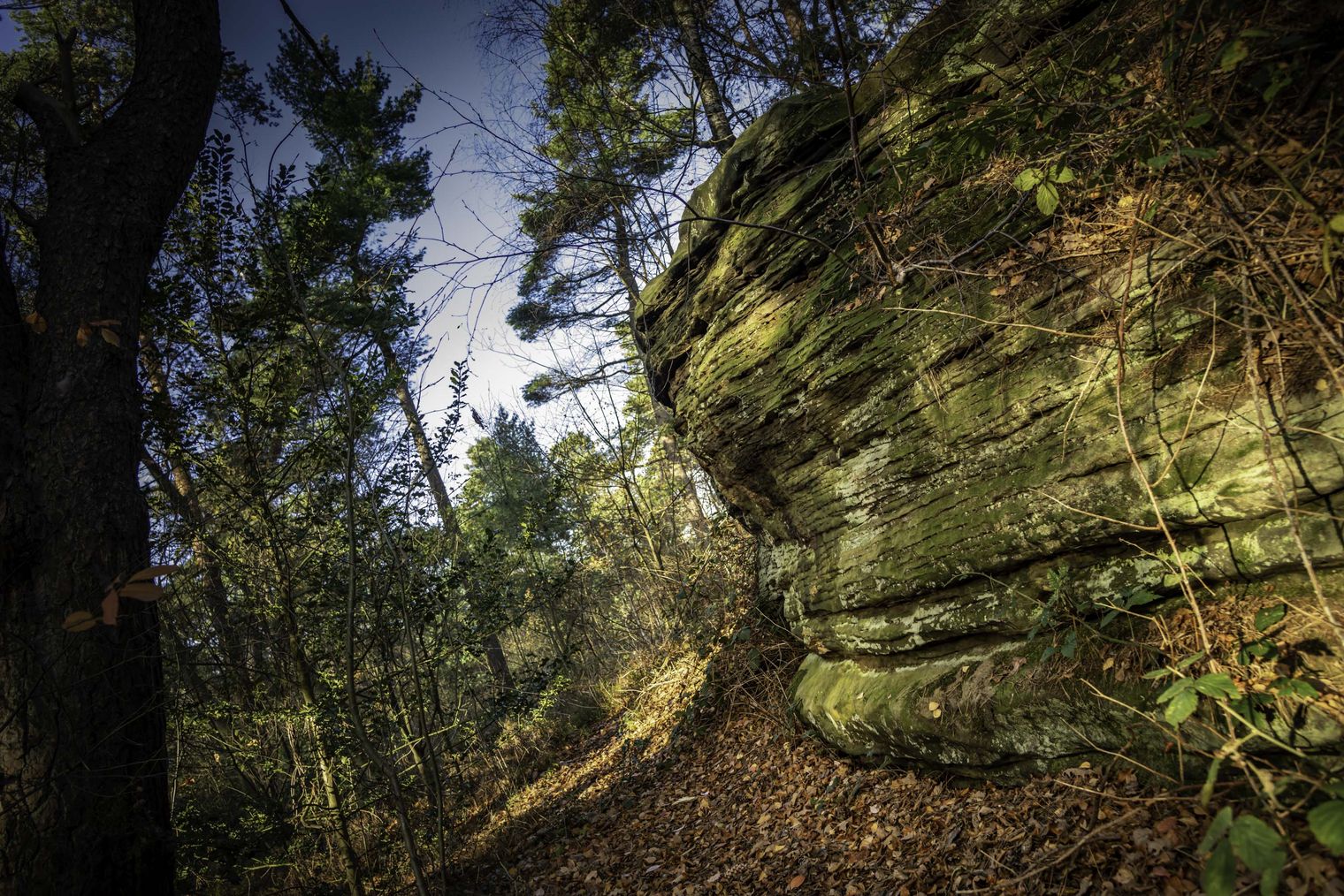 Naturfelsen und Nadelwald auf dem Isterberg.