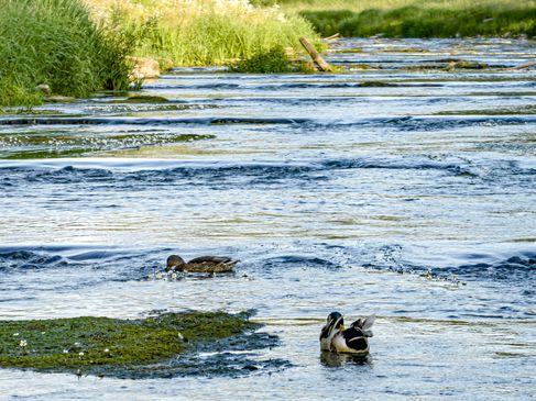 Die Bewohner der Vechte schaukeln auf der Sohlgleite. Enten genießen die leichten Wellen.