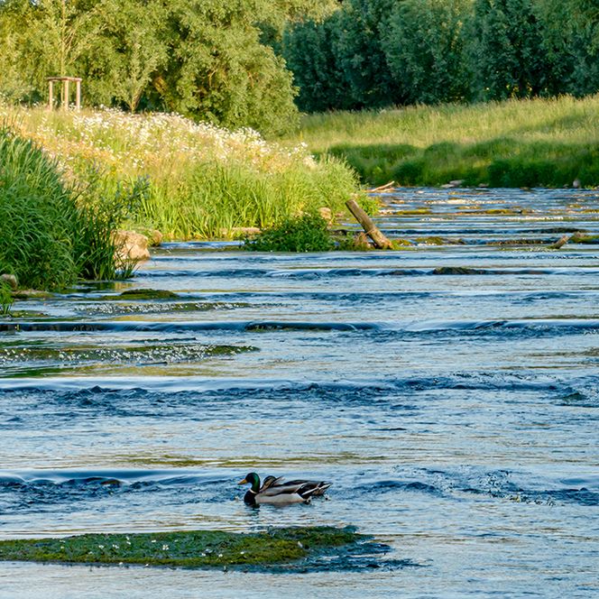 Die Bewohner der Vechte schaukeln auf der Sohlgleite. Enten genießen die leichten Wellen.